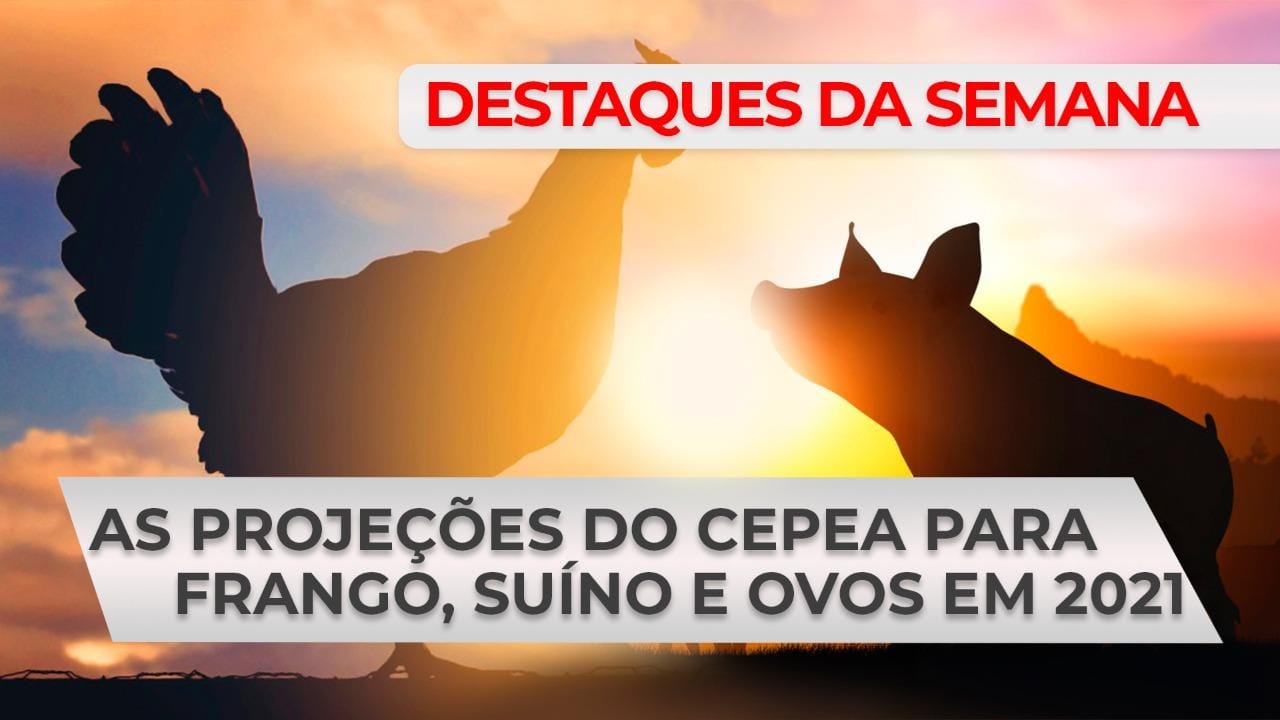 DESTAQUES – As projeções do Cepea para frango, suíno e ovos em 2021 DESTAQUES – As projeções do Cepea para frango, suíno e ovos em 2021