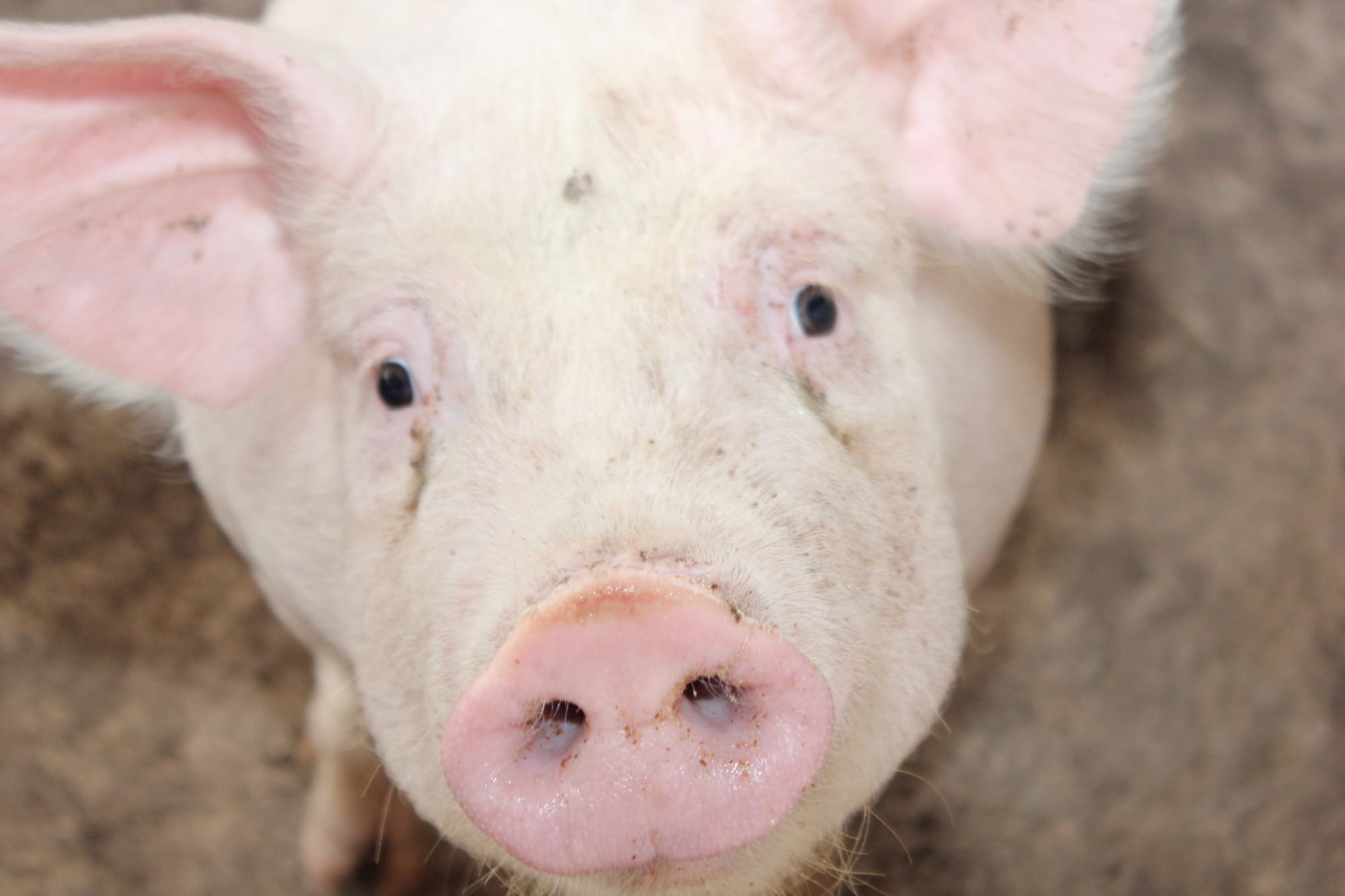 Queda nas exportações de carne suína eleva oferta interna e pressiona preços