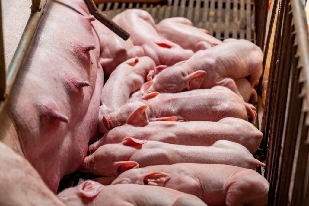 Como otimizar a taxa de retenção de fêmeas