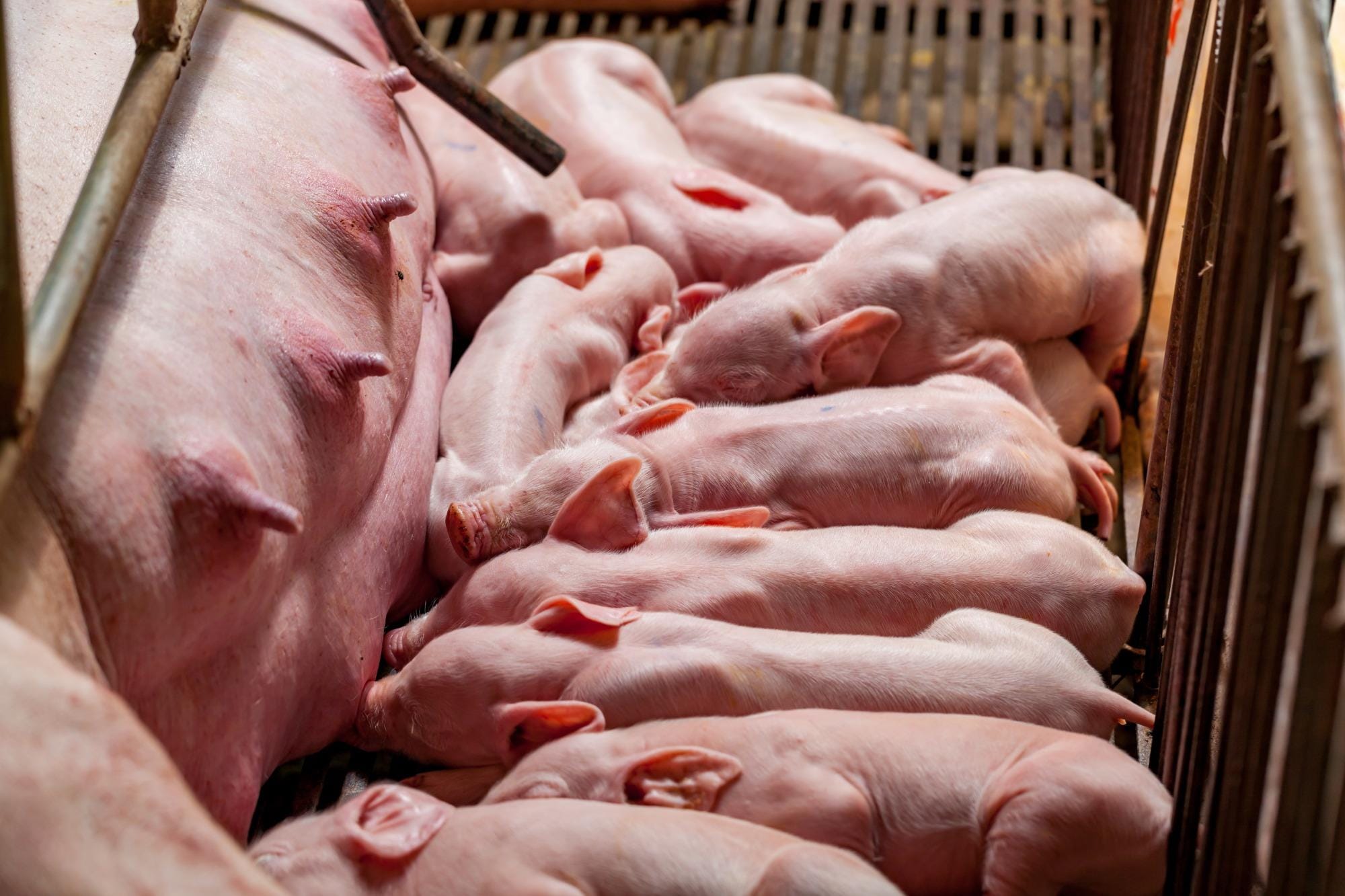 Como otimizar a taxa de retenção de fêmeas