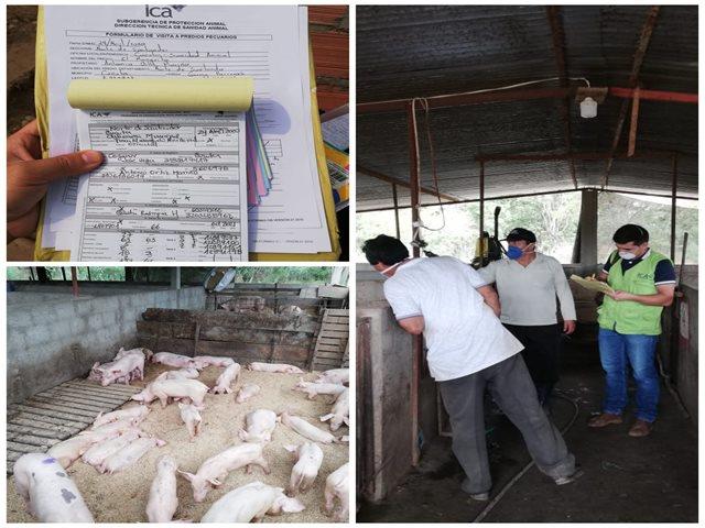 Colômbia realiza ações de vigilância da peste suína clássica