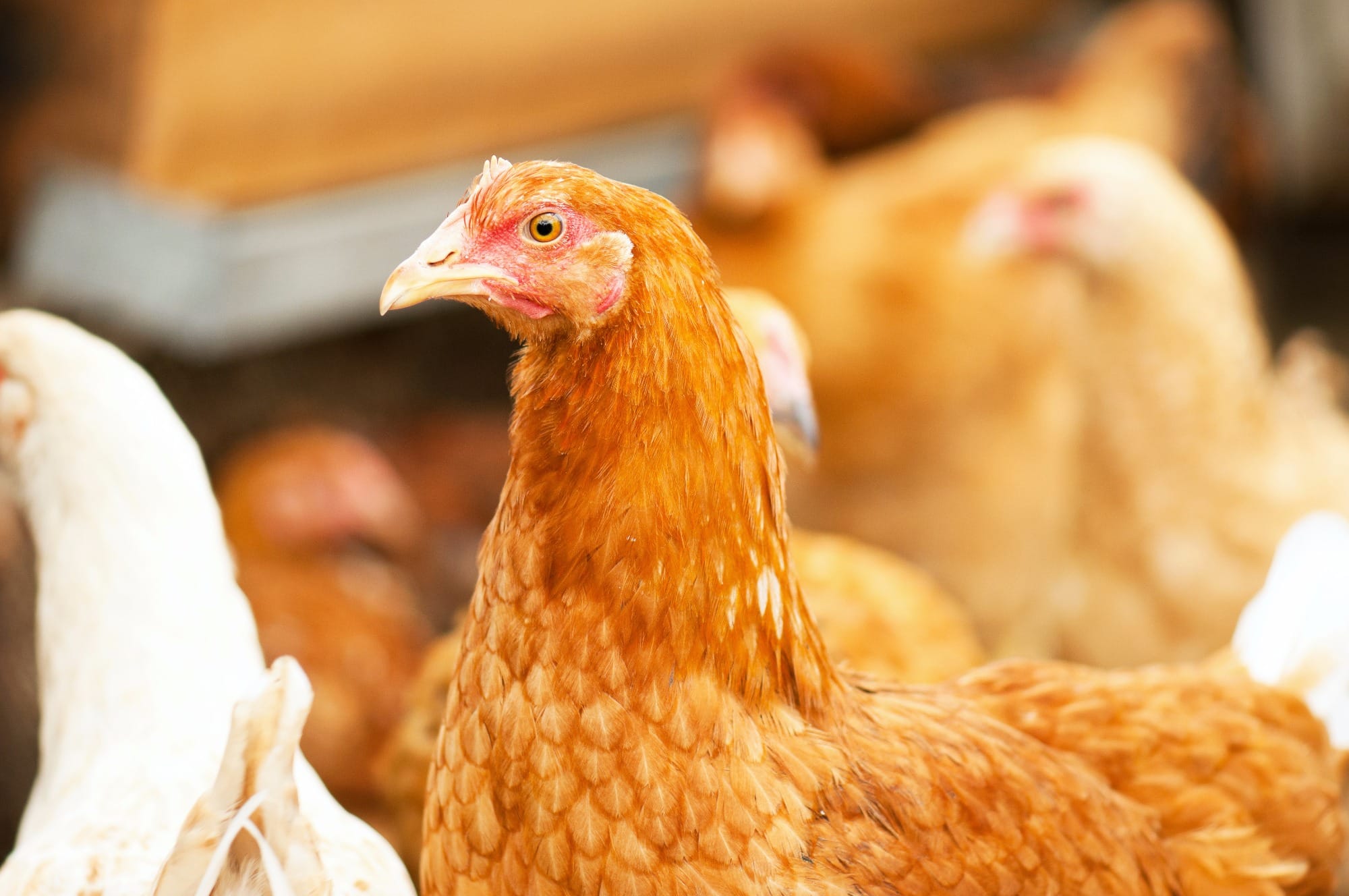 Diferencial de preço faz mercado de frango caipira crescer 20% ao ano Diferencial de preço faz mercado de frango caipira crescer 20% ao ano