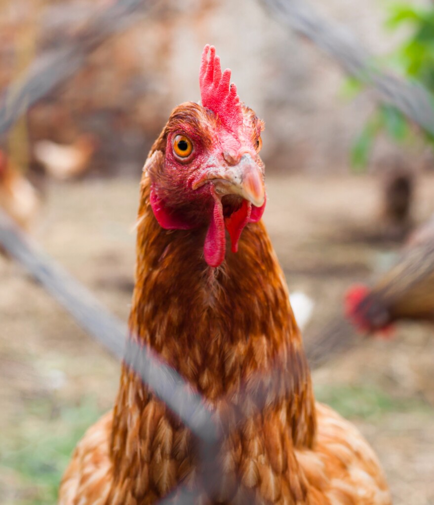 Santo Grão passa a utilizar somente ovos de galinhas livres de gaiolas em suas receitas