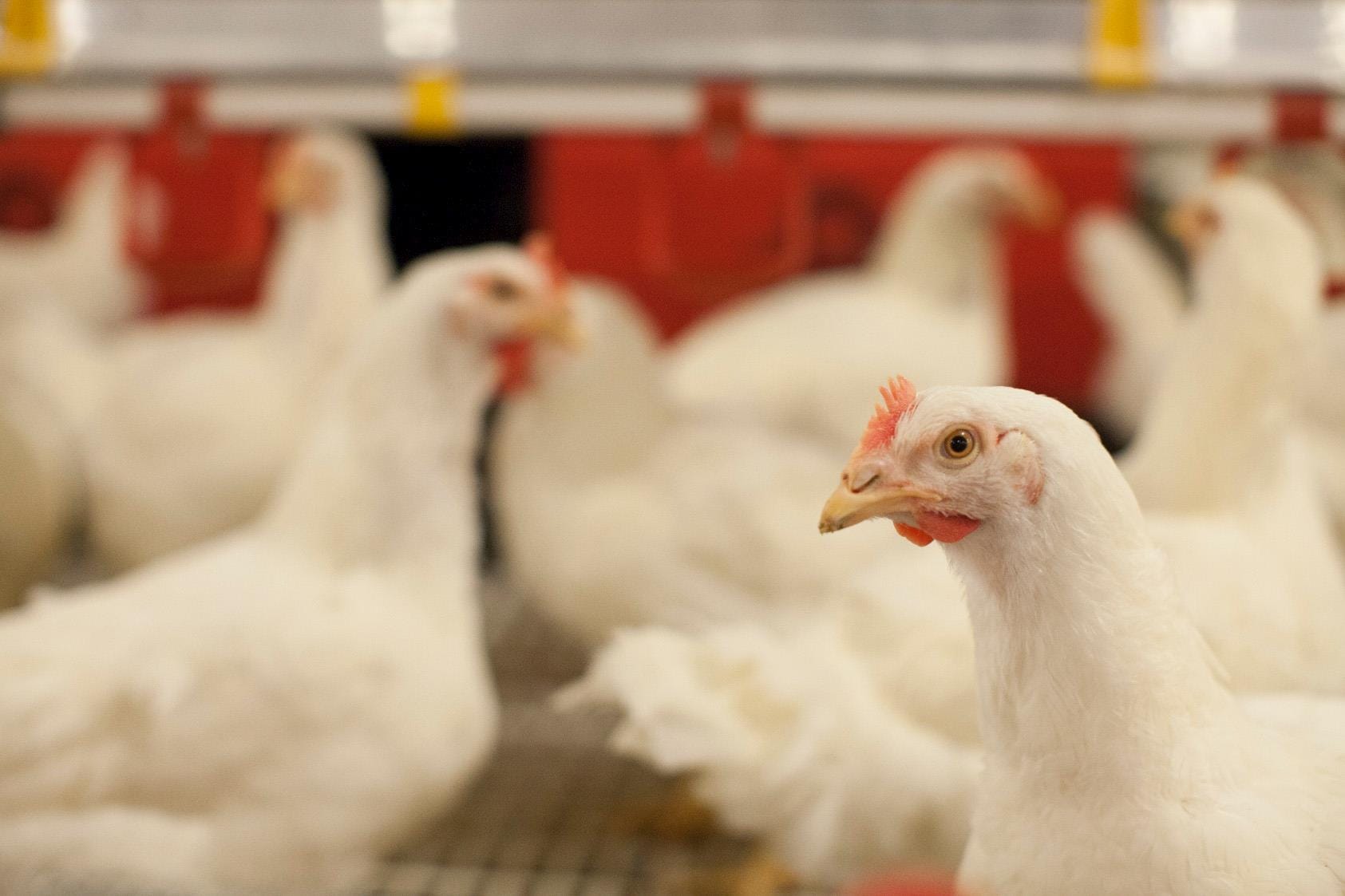 México: el kilo de pollo aumenta 24.2% durante la Cuaresma; su precio promedio es de 56.46 pesos