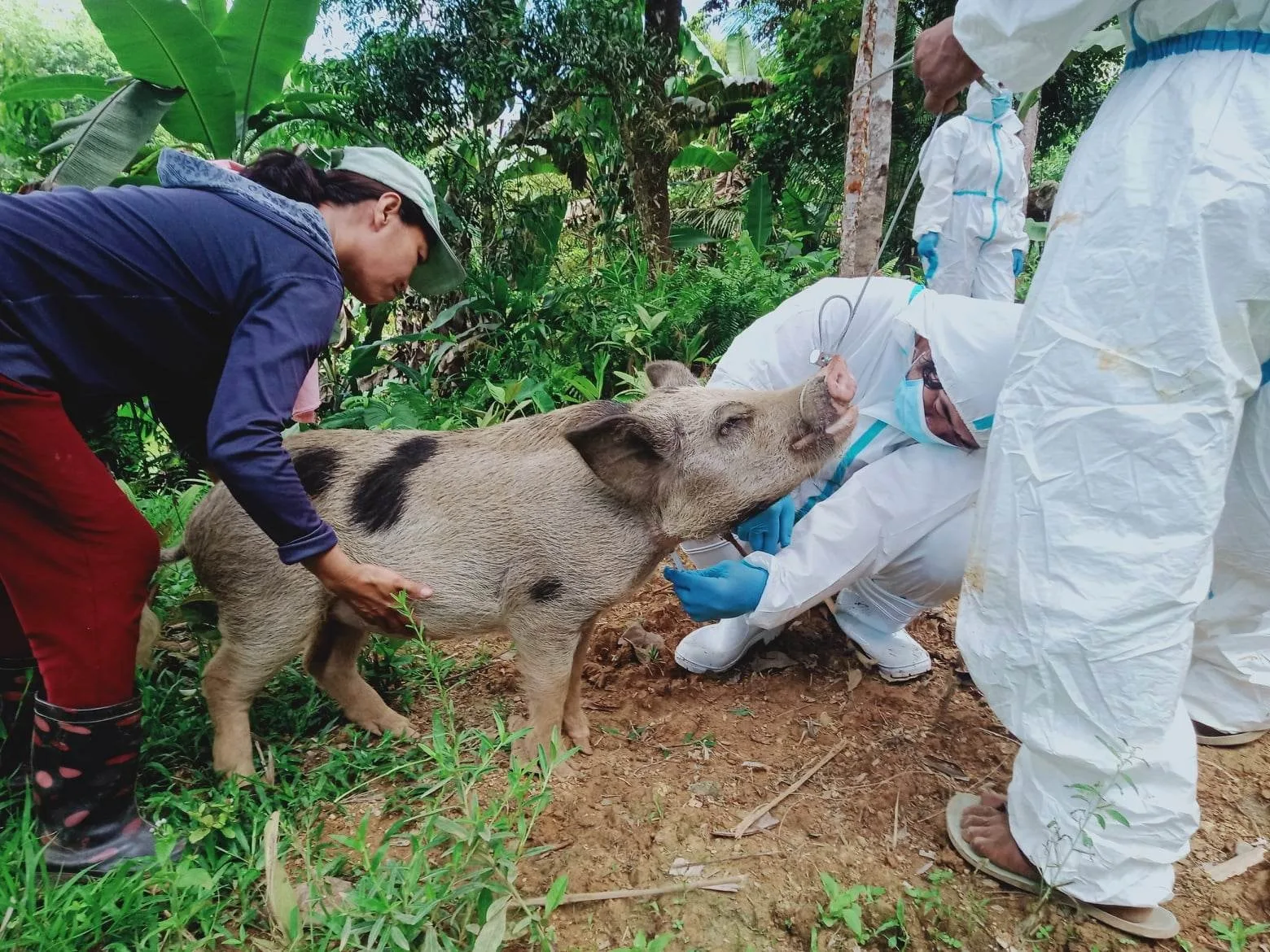 Província em Filipinas declara estado de calamidade devido a surto de peste suína africana
