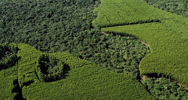 Consulta pública recebe sugestões para produção de carbono verde