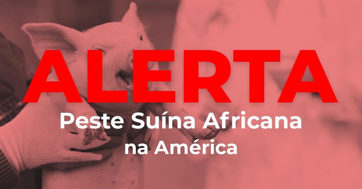 Haiti registra mais um caso de Peste Suína Africana nas Américas