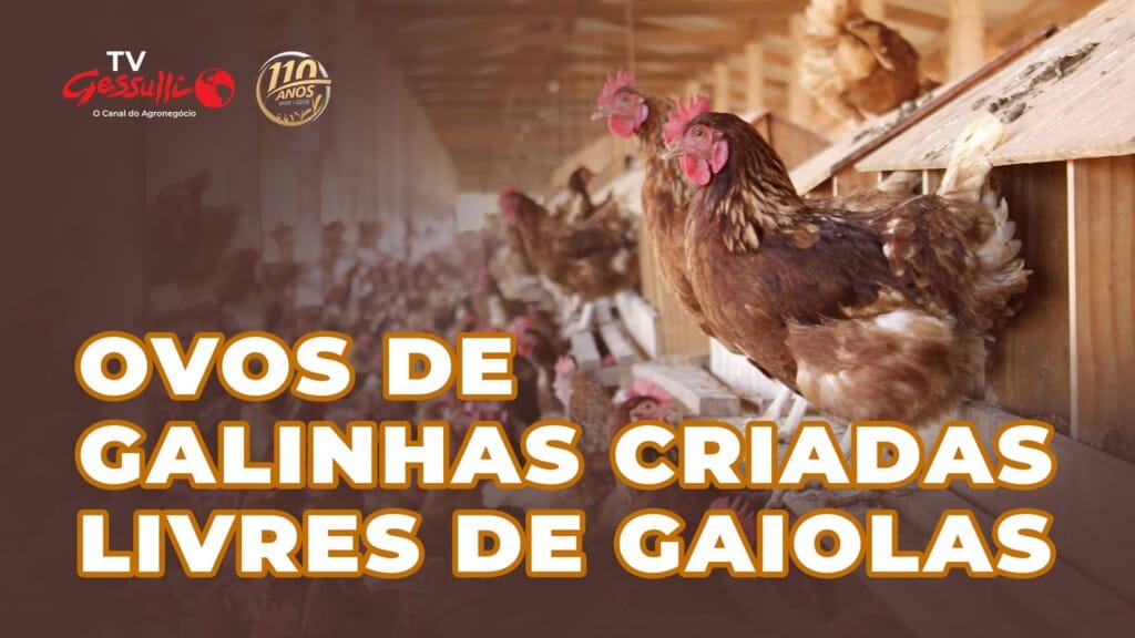 CONHEÇA A GRANJA DE GALINHAS POEDEIRAS CRIADAS LIVRES DE GAIOLAS
