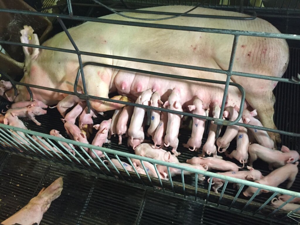 Granja no Mato Grosso tem leitegada de 36 leitões