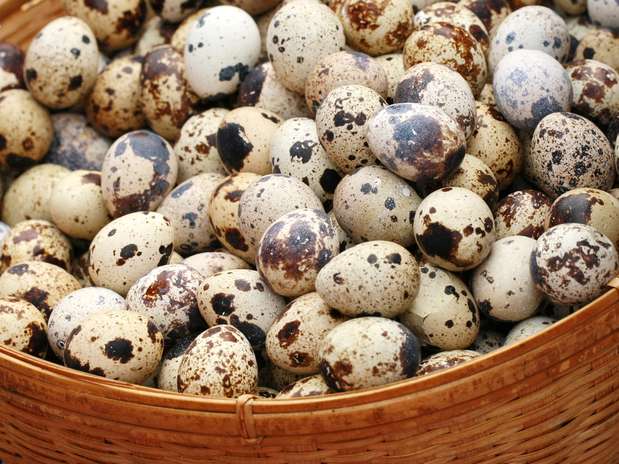 Norte do Paraná é destaque na produção estadual de ovos de codorna