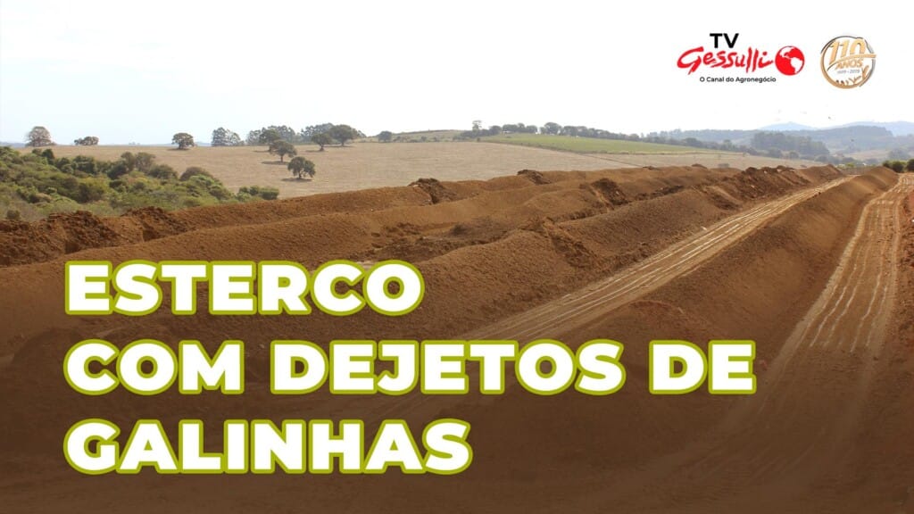 ESTERCO FEITO COM DEJETOS DE GALINHA: VEJA COMO É O PROCESSO DE FABRICAÇÃO