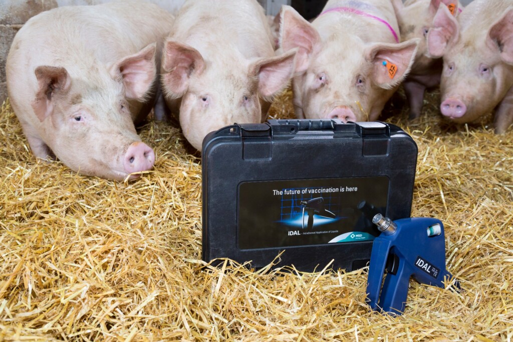 Vacinação intradérmica sem agulha para suínos chega ao Brasil