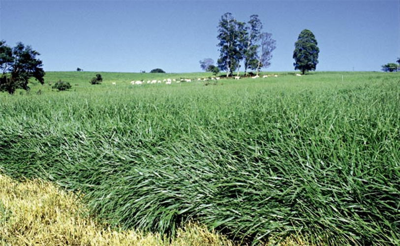 Uso de biomassa de plantas forrageiras para gerar energia é estudado