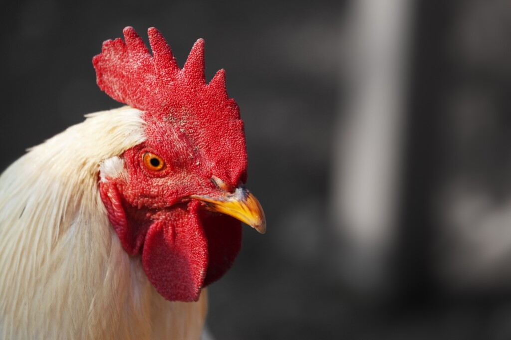 Avicultura catarinense quer voar mais alto