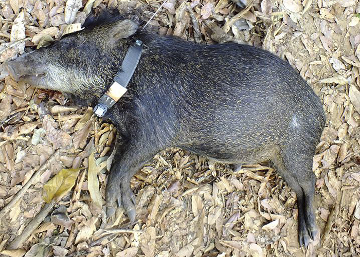 Pesquisadores desenvolvem modelo brasileiro de colares para monitoramento animal