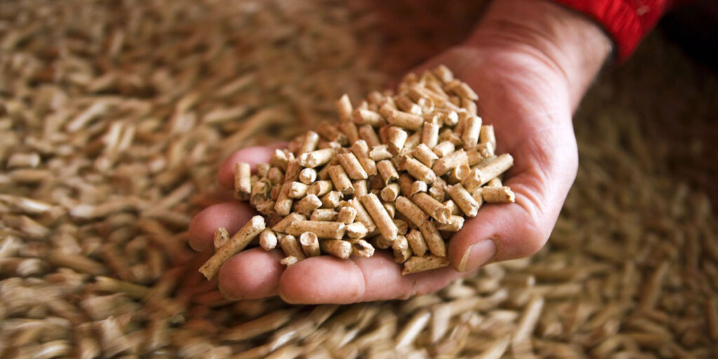 Heineken fabrica cerveja ‘verde’ com biomassa do olival