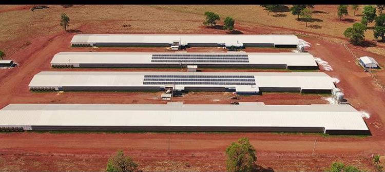 BRF estimula energia solar nas granjas de produtores integrados