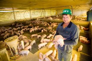 Suinocultura brasileira deve crescer mais de 20% nos próximos anos