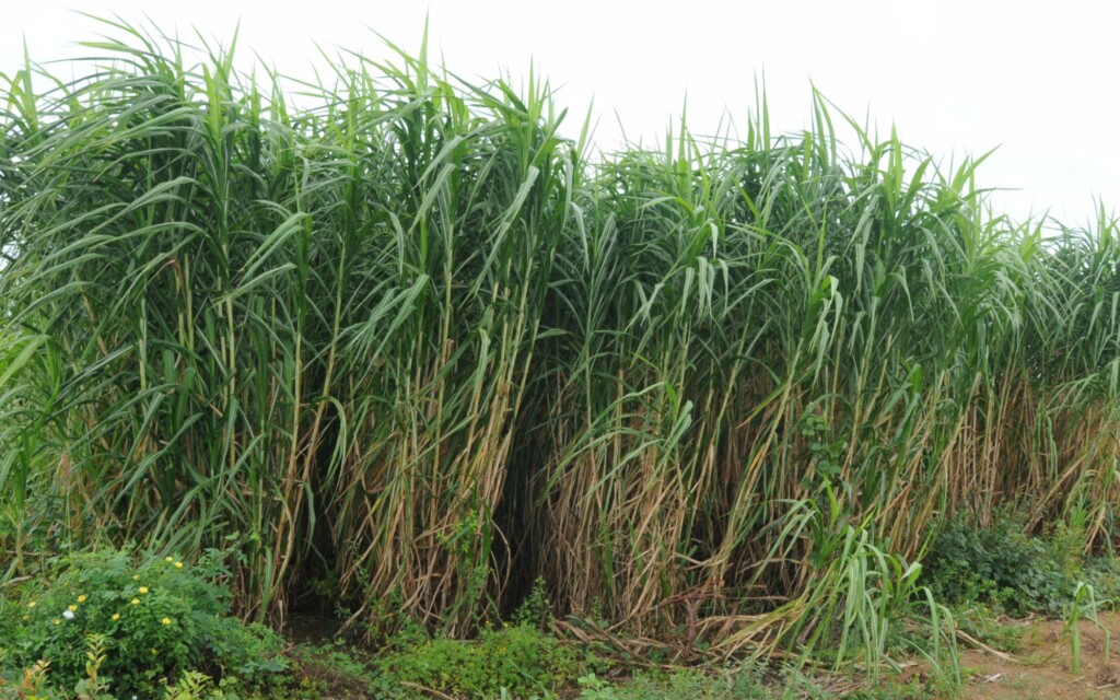 O capim como alternativa energética para indústrias cerâmicas