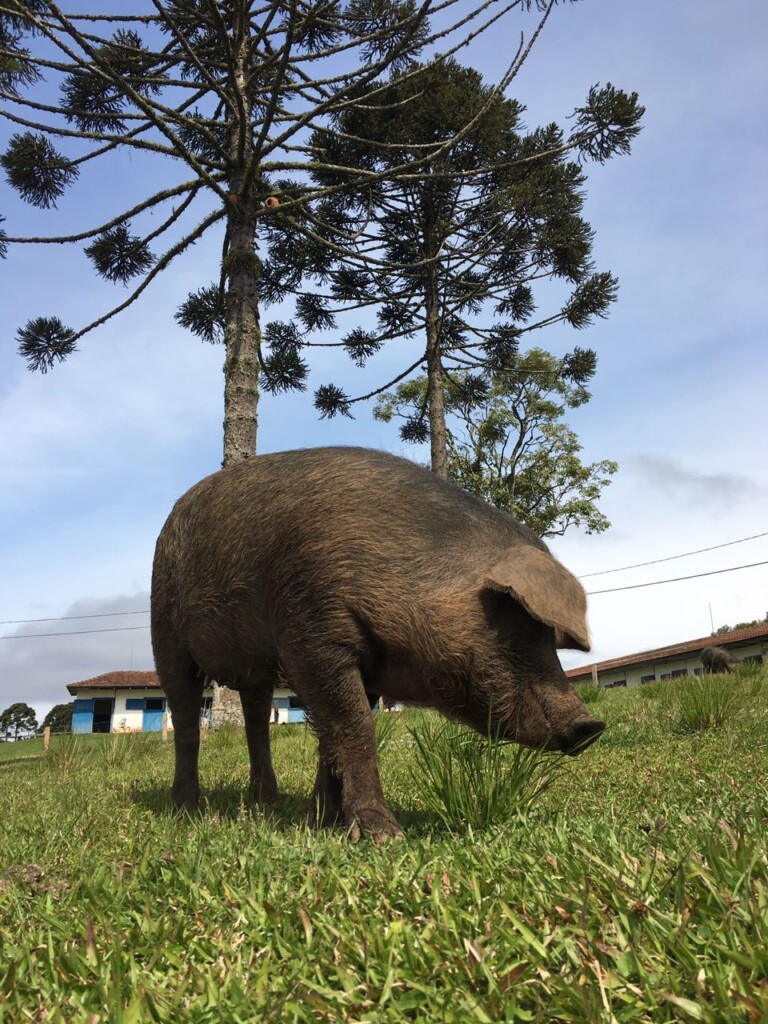 Raça nativa de suíno ganha destaque na gastronomia paranaense