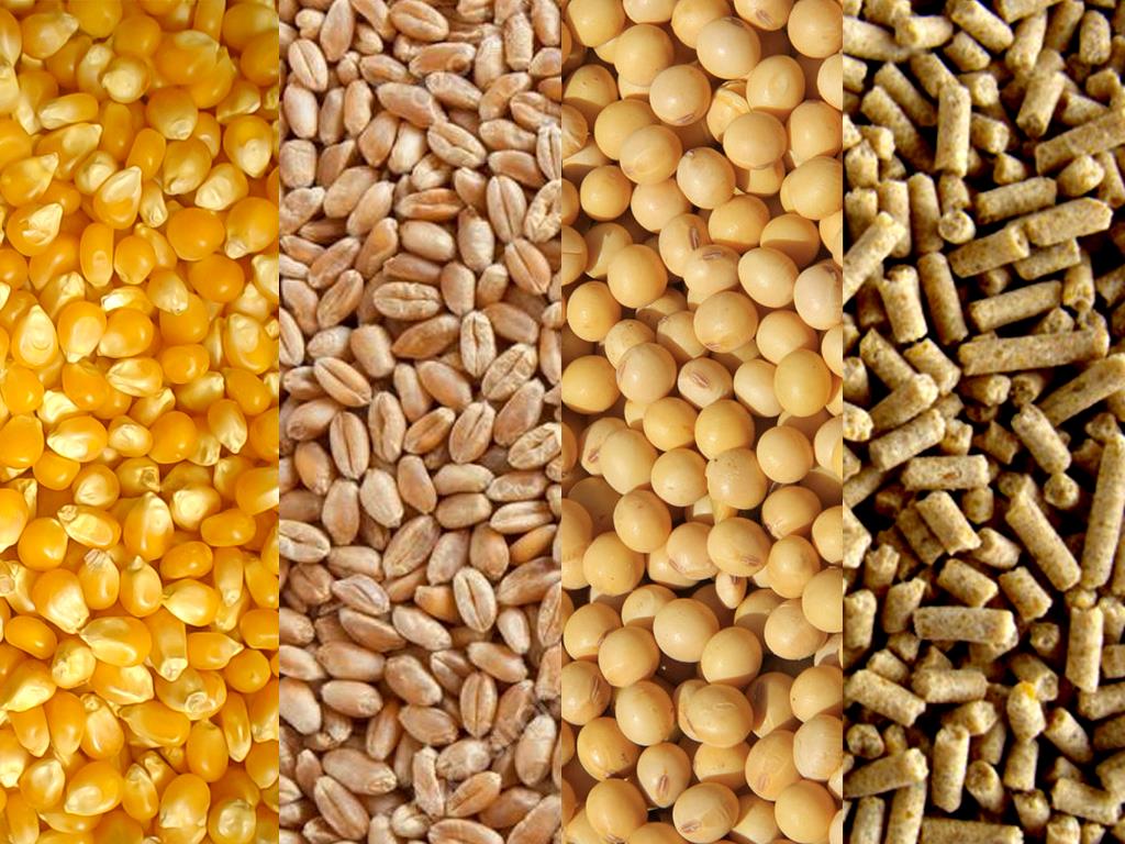 Importância da utilização de enzimas exógenas na ração de aves