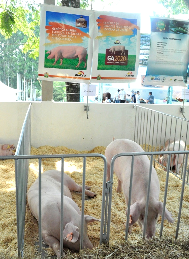 Aurora expõe melhoramento genético suíno