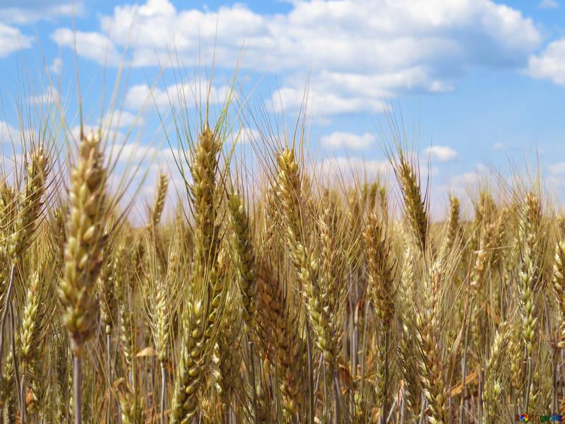 Aumento do preço dos cereais eleva custo da pecuária