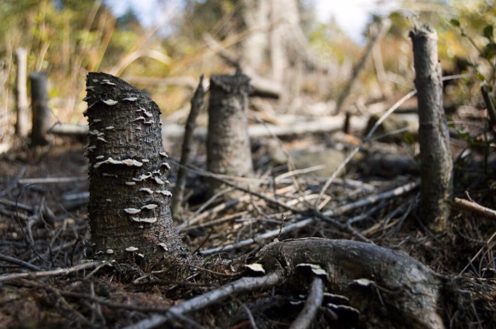 Proibição a commodities ligadas ao desmatamento é ampliada por Parlamento Europeu