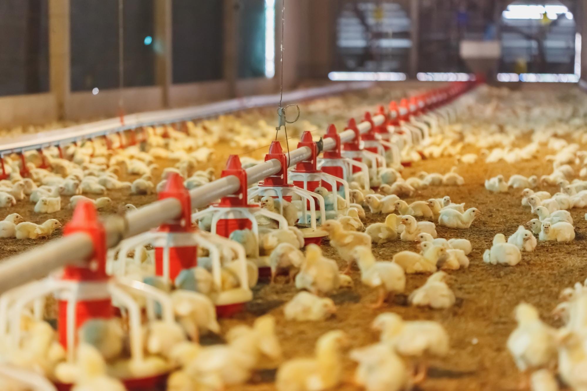 Cooperativas e agroindústrias investem na substituição dos antimicrobianos como melhoradores de desempenho Cooperativas e agroindústrias investem na substituição dos antimicrobianos como melhoradores de desempenho