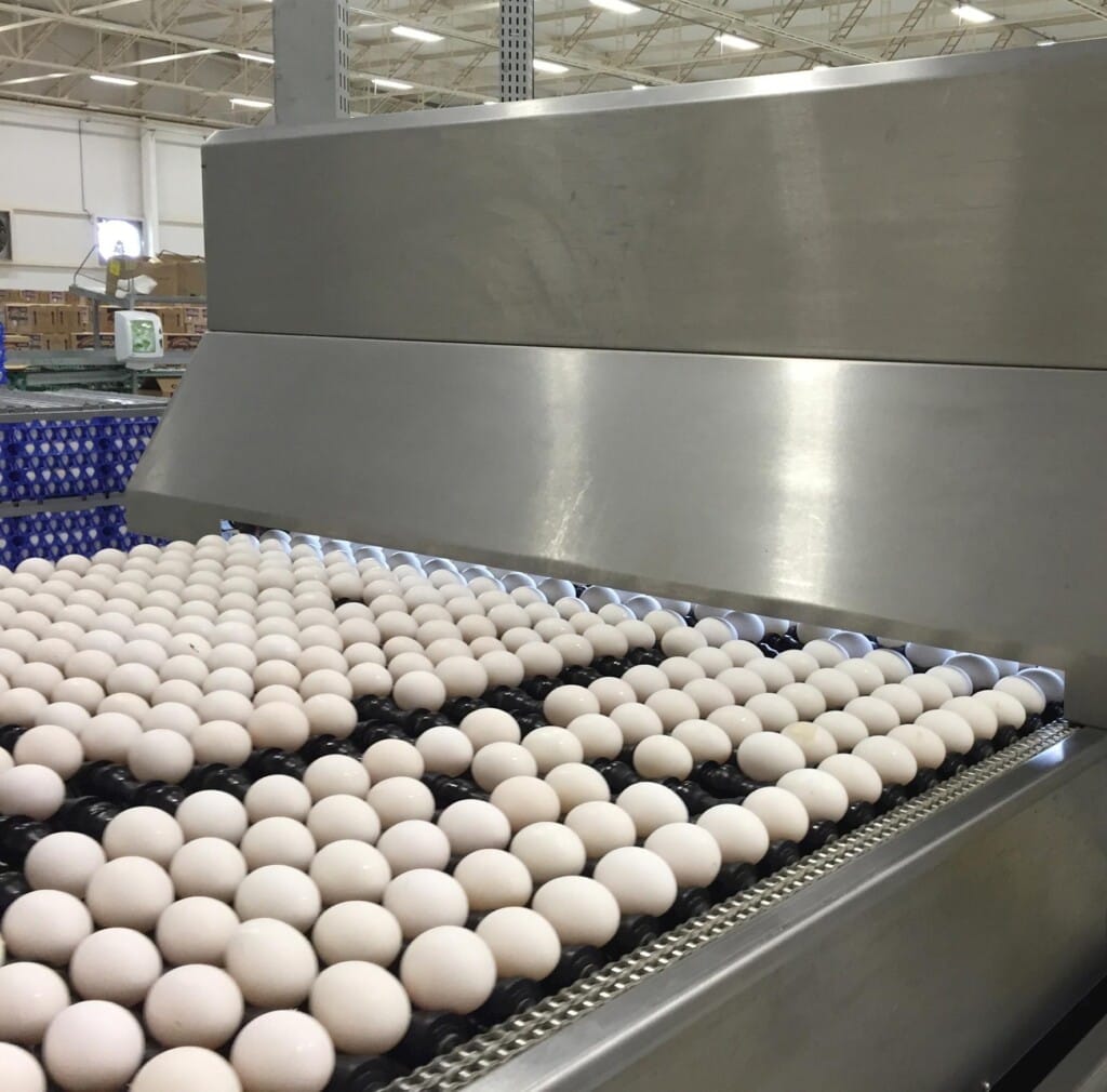 Volume de ovos exportados pelo Brasil bate recorde