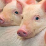 Suinocultores do Reino Unido alertam regulador sobre crise de mercado e contratos