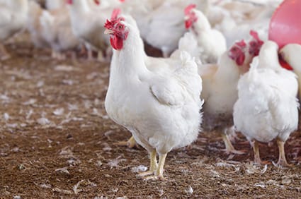 Trouw Nutrition estará com a linha de produtos Fatec no Avicultor 2018