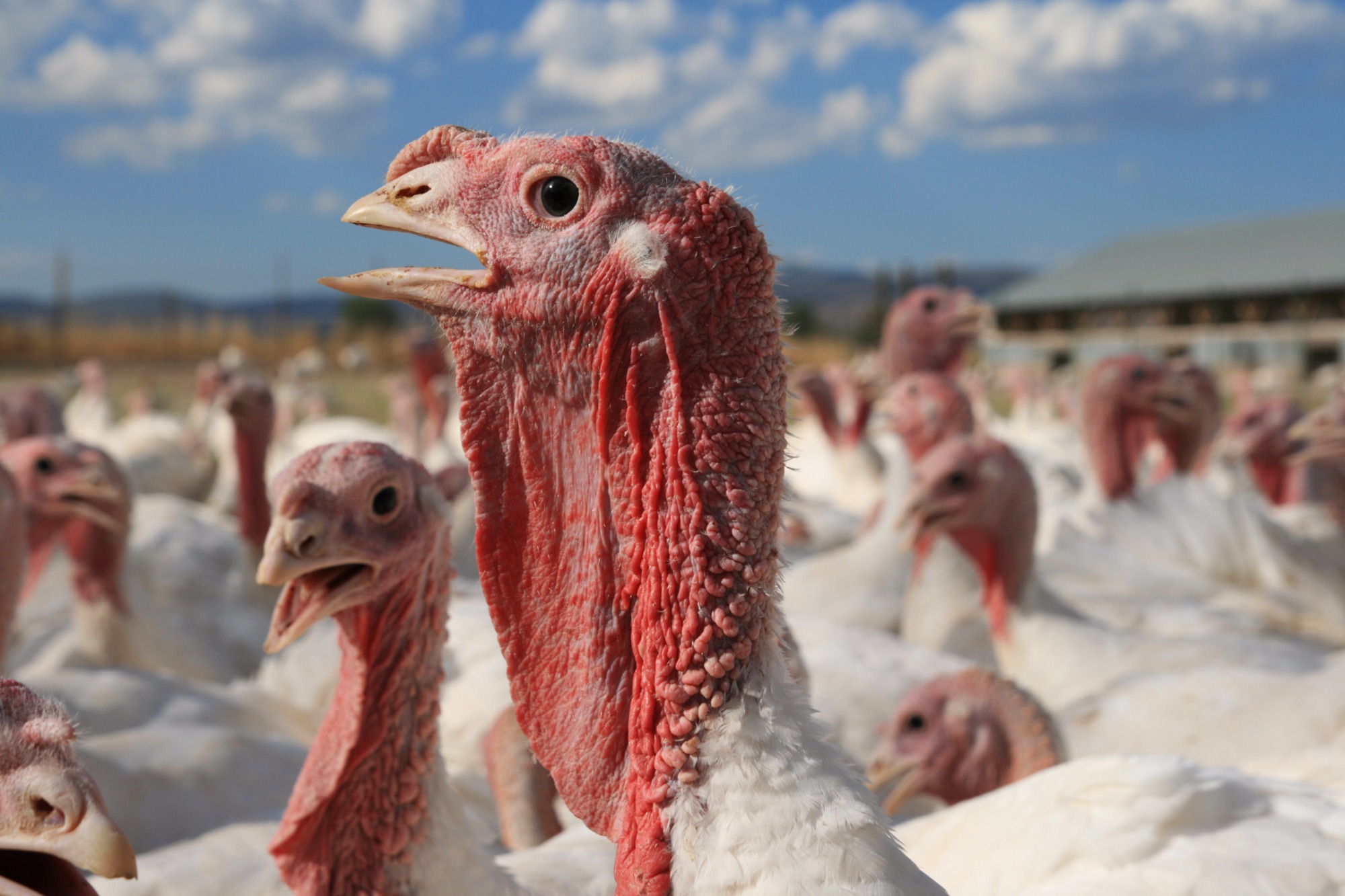 União Europeia amplia cota de importação de frango e peru do Brasil