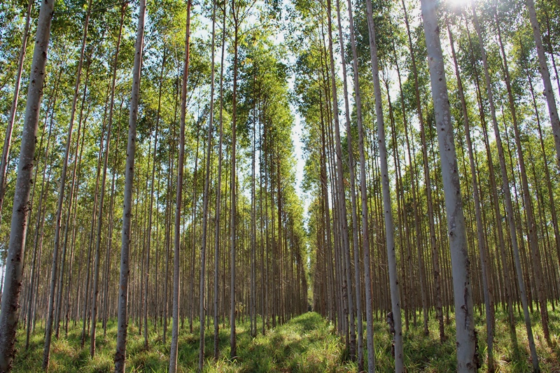 Eucalipto é o futuro sustentável de Alagoas