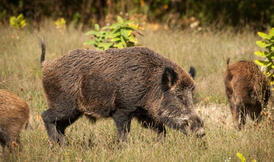 Confirmados mais de 140 javalis infectados com peste suína Clássica em Gifu