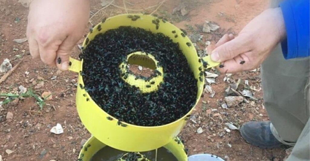 Produto inovador captura moscas, com foco no meio ambiente e no bem-estar animal