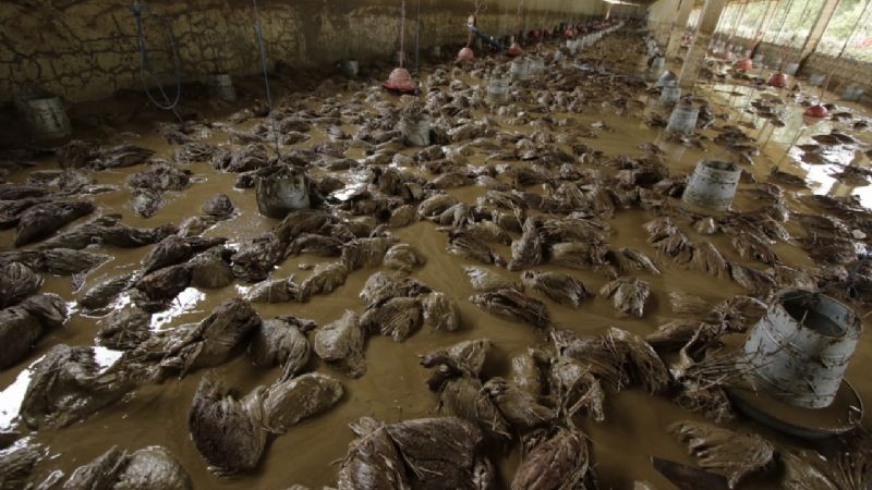 Calor excessivo causa morte de aves e prejudica produtores