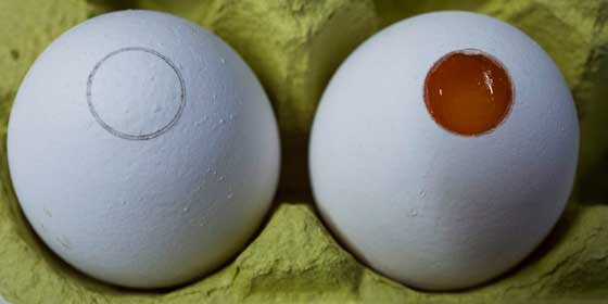 Teste que determina sexo do embrião em ovos chegará ao mercado no próximo ano