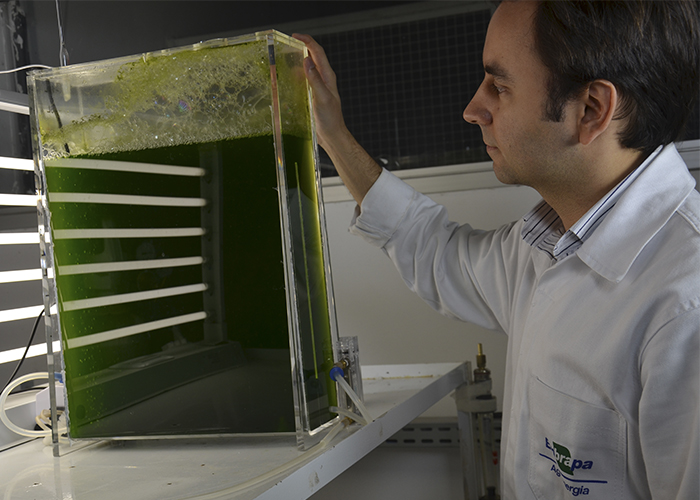 Pesquisa encontra microalgas que crescem em resíduos e geram biocombustíveis e ração animal