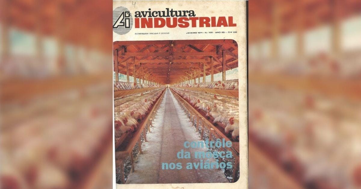 Dia da Avicultura: um setor que não para e alimenta o mundo