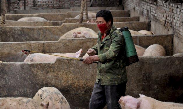 China confirma segundo caso de peste suína africana