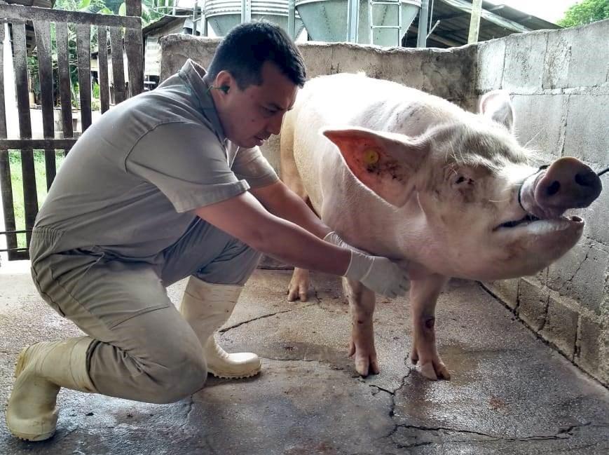 Idaf realiza monitoramento para comprovar ausência da peste suína clássica no ES