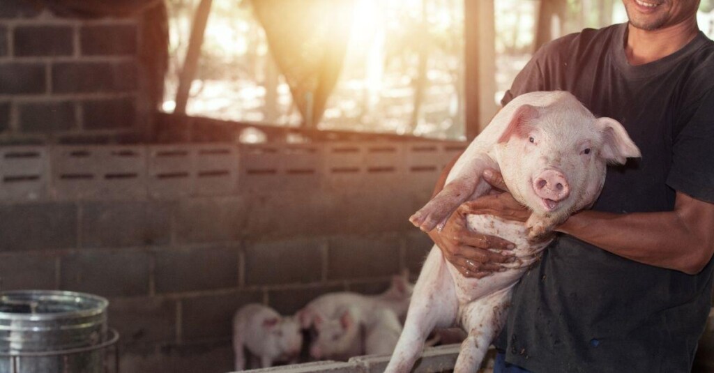 Poder de compra de suinocultores aumenta frente ao milho