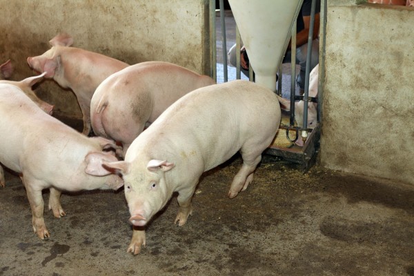 Mês de abril tem boas médias pagas para os produtores de suínos no Paraná