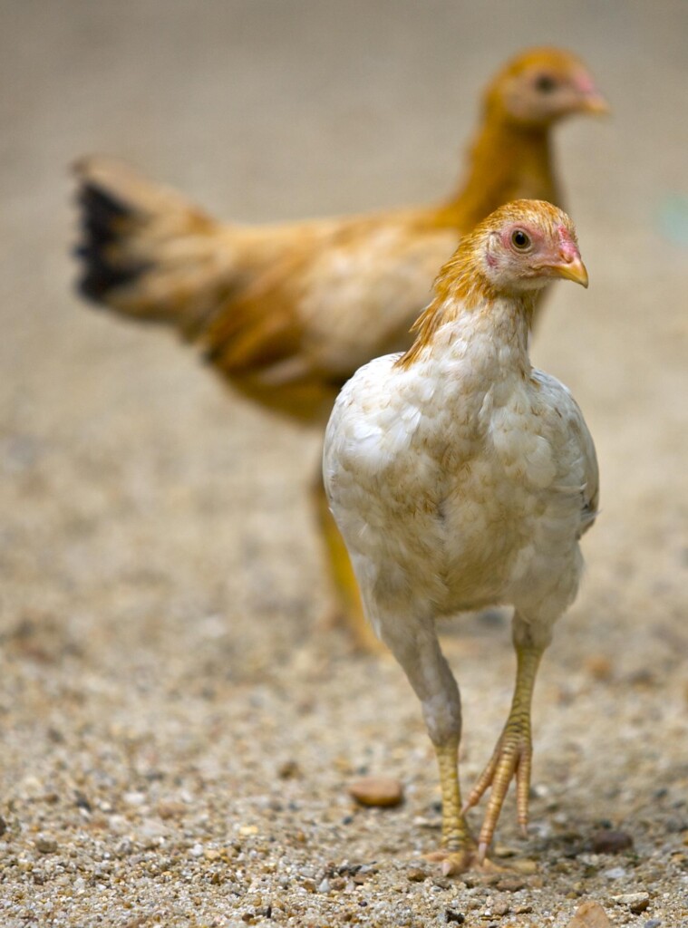 O caipira de volta à mesa
