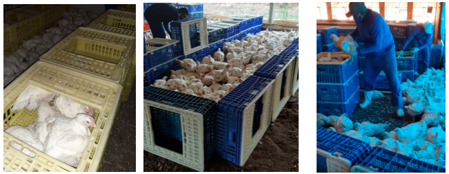 Procesos de captura y cargamento de aves