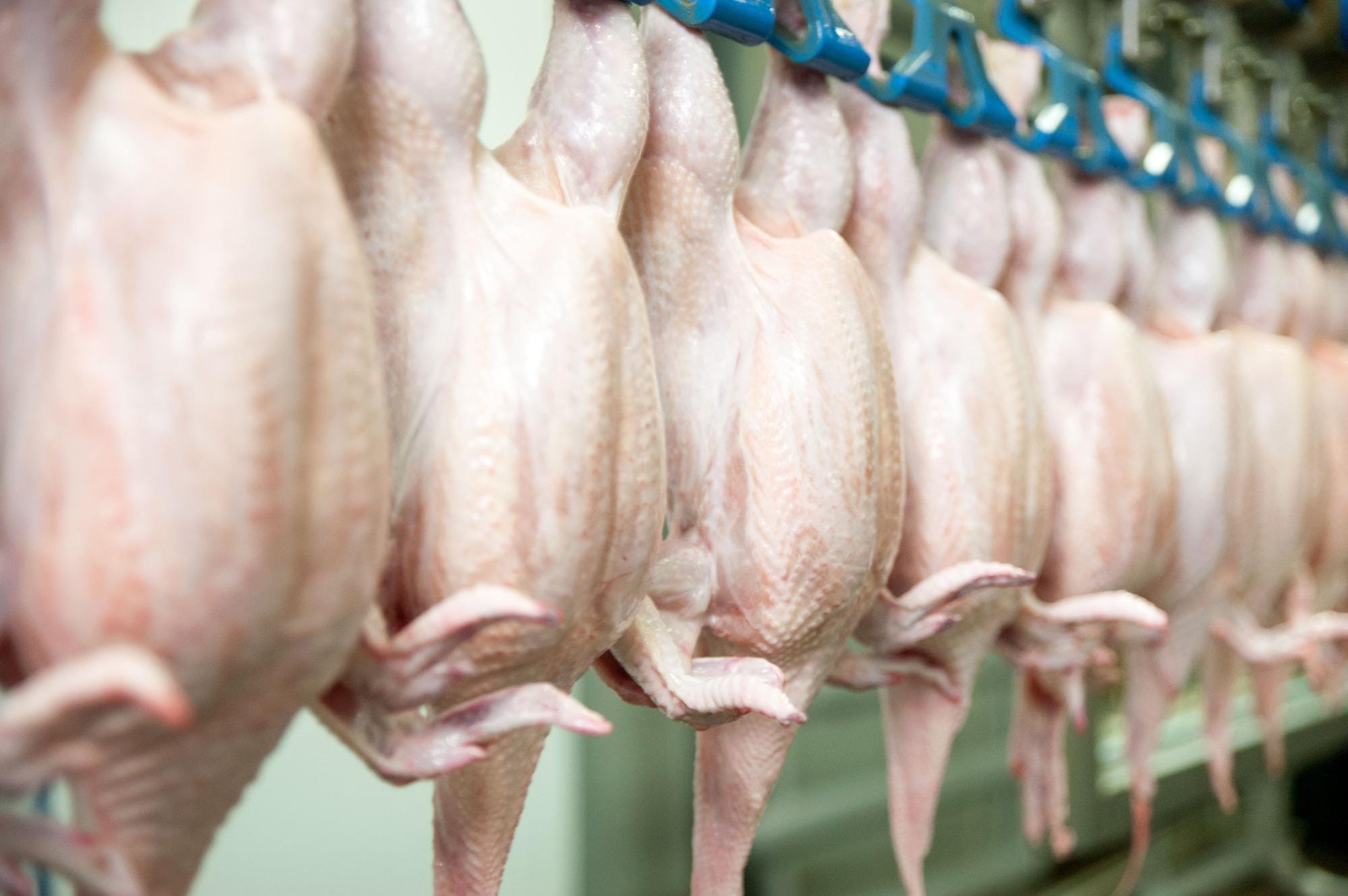 Brasil perde oportunidades em carnes, especialmente frango, sem novas habilitações pela China, diz BRF Brasil perde oportunidades em carnes, especialmente frango, sem novas habilitações pela China, diz BRF