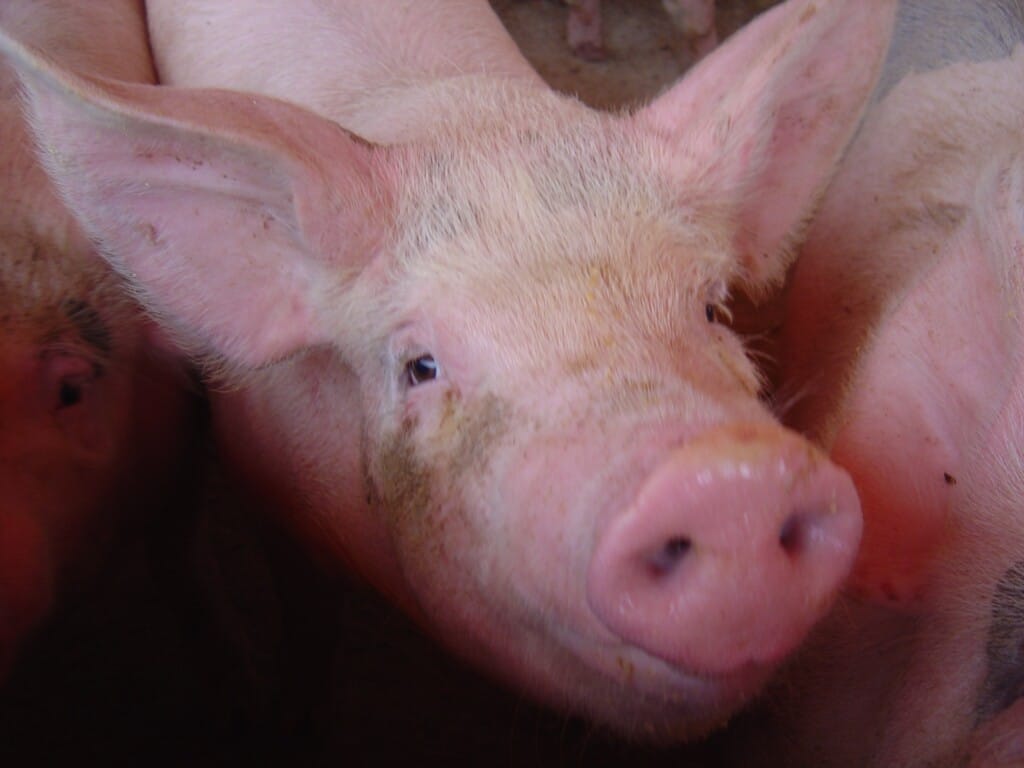 Preço do suíno vivo sobe no início de fevereiro