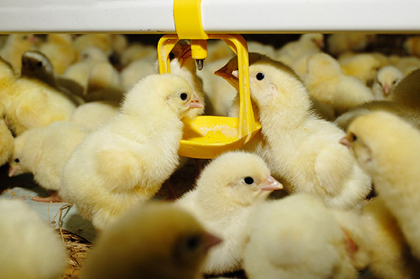 Ácidos orgânicos na dieta de aves como alternativa aos antimicrobianos