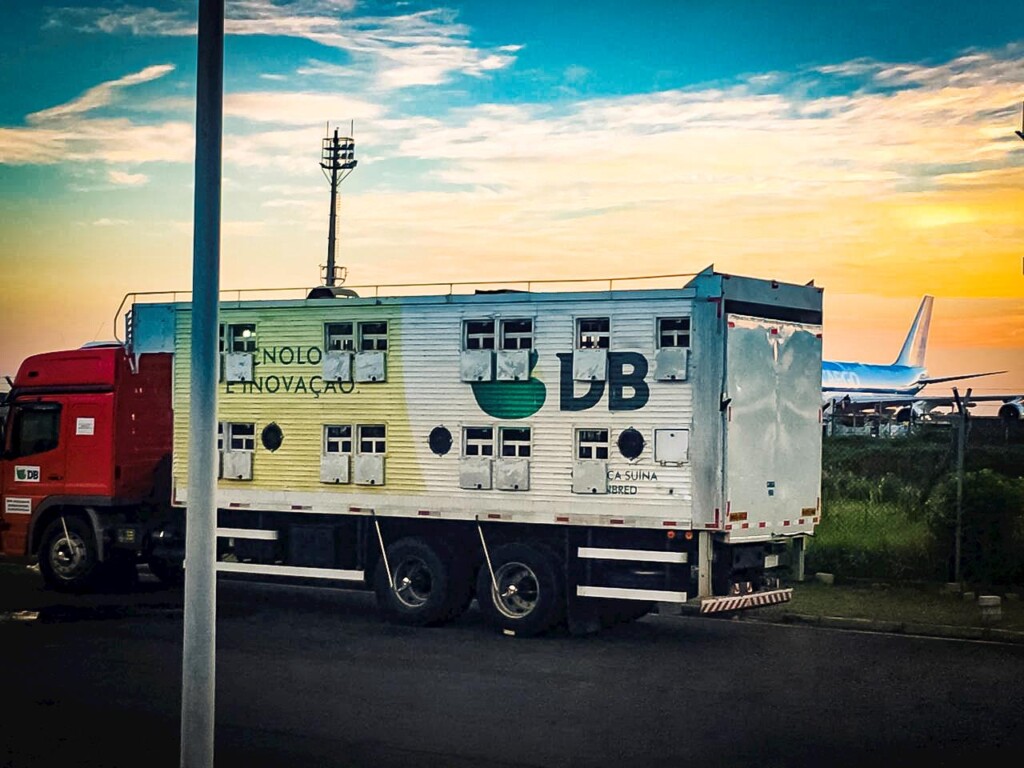 DB genética suína importa novo lote de reprodutores de alto potencial genético da Danbred